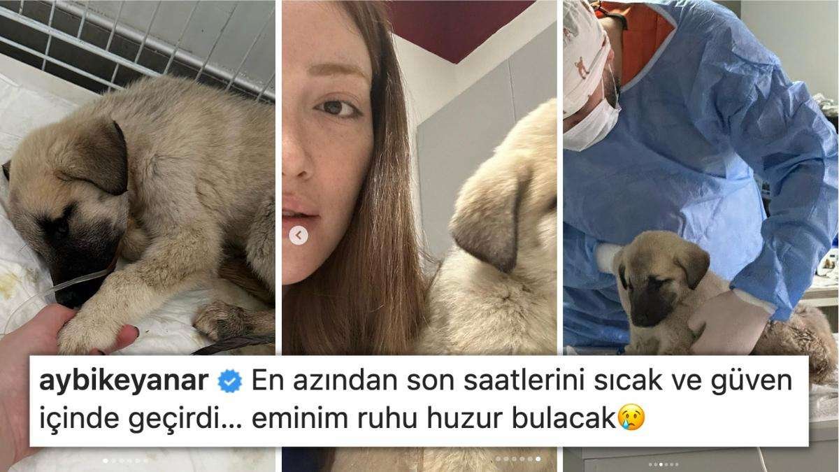 Ah Be Pidesu… Danla Bilic’in Konya Barınağı’ndan Sahiplendiği Yavru Köpek Hayatını Kaybetti!